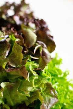 close up image of lettuce with white background