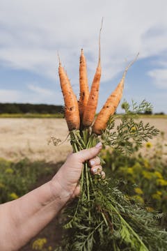 A hand holding 4 carrots, freshly picked from the ground.