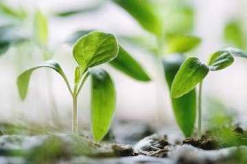 green shoots beginning to grow