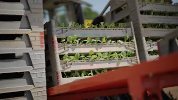 stacked plastic trays with saplings