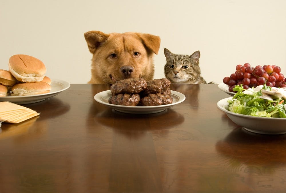貓狗一起盯著食物