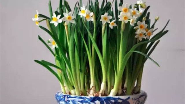 Daffodils (Narcissus spp)