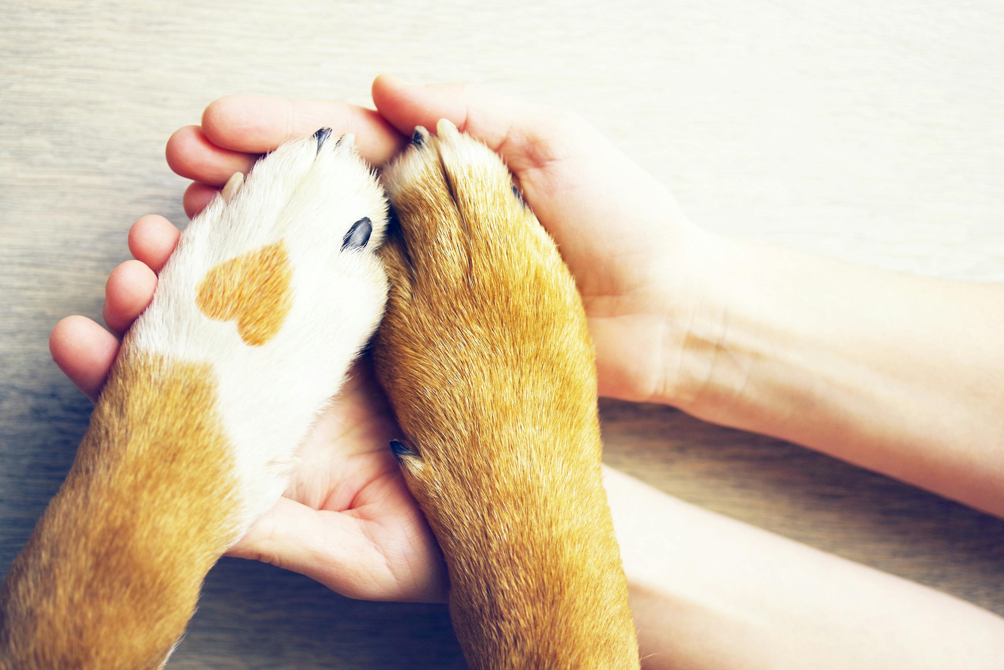 pet owner holding their pets hand