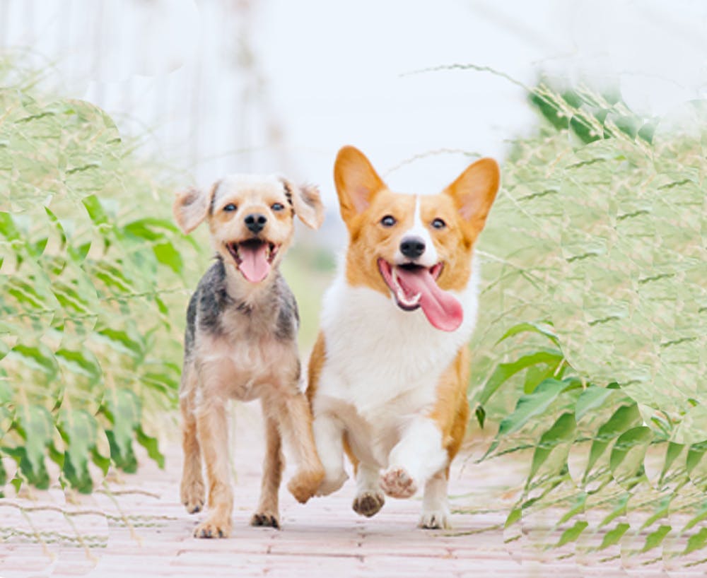 2 dogs running together