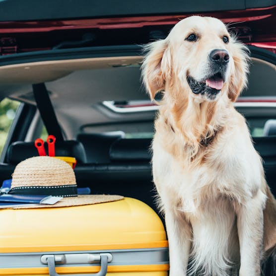 Moving abroad? A guide to emigrating with pets