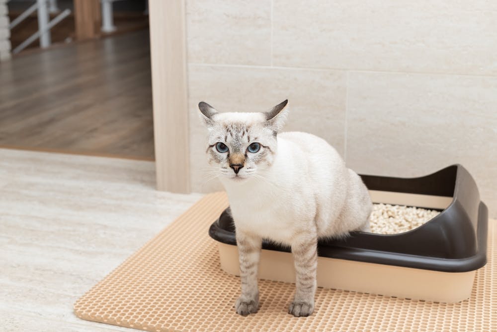 cat in toilet