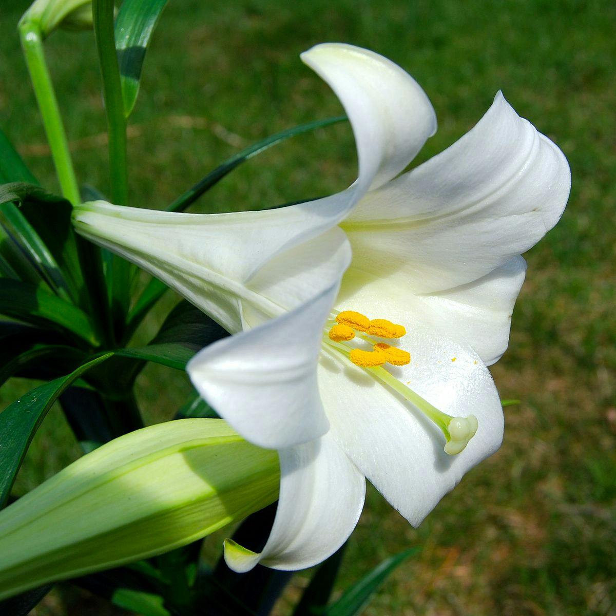 Lilie (Lilium species)