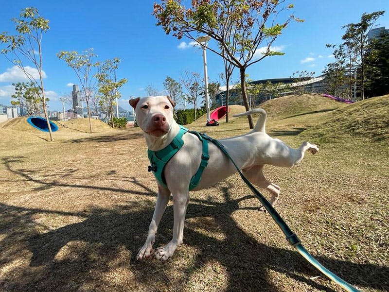 SPCA,領養,地獄狗場