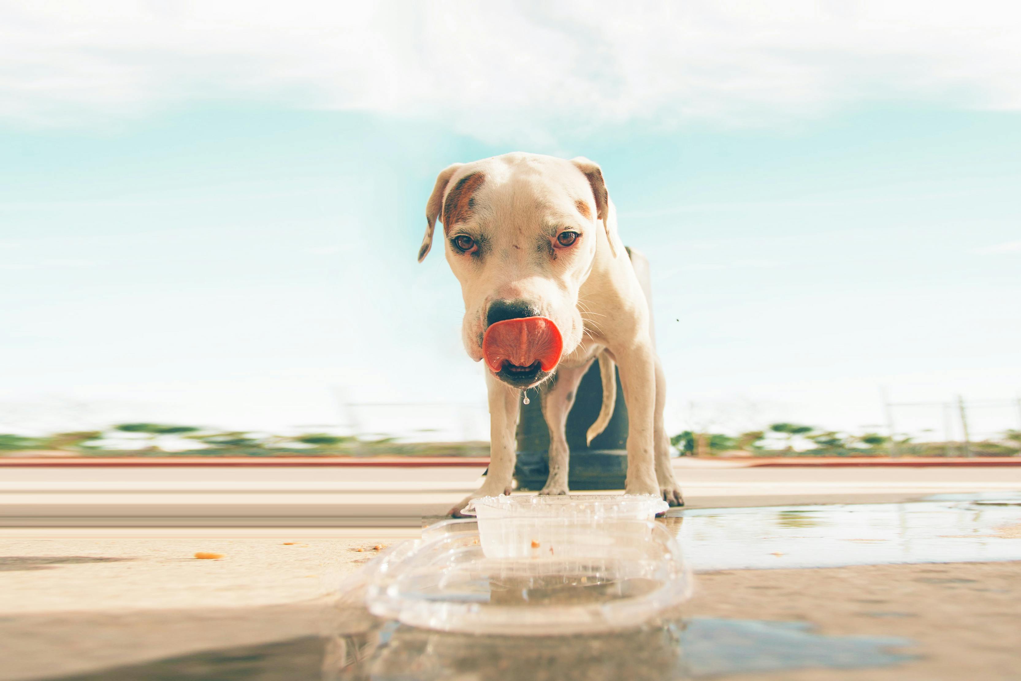 小狗在喝水
