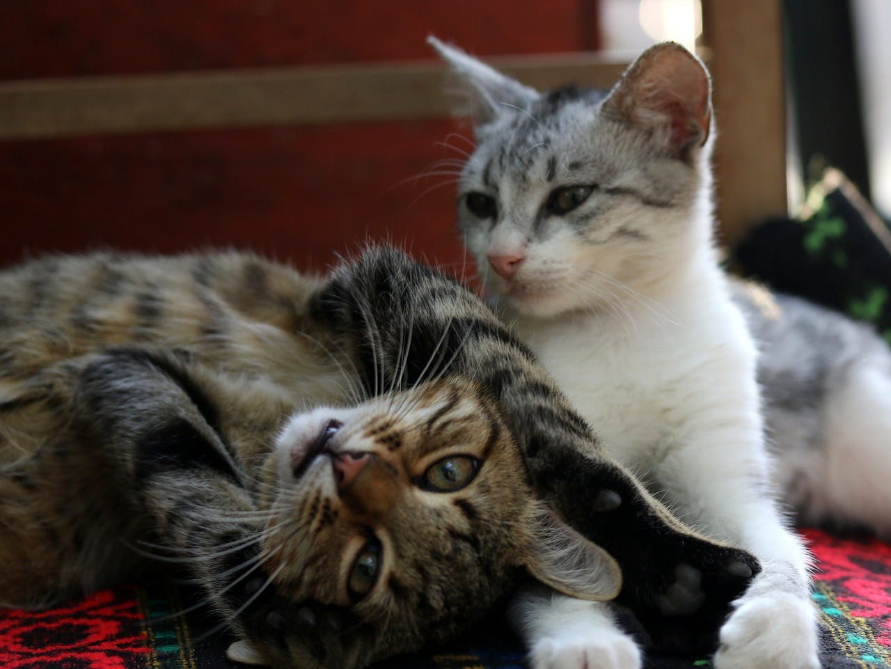 cat sitting with another cat