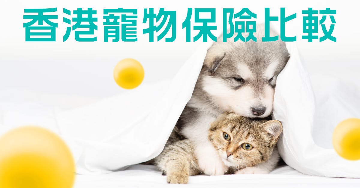 2023 香港寵物保險比較 「毛價保」首創無分細項賠足9成！