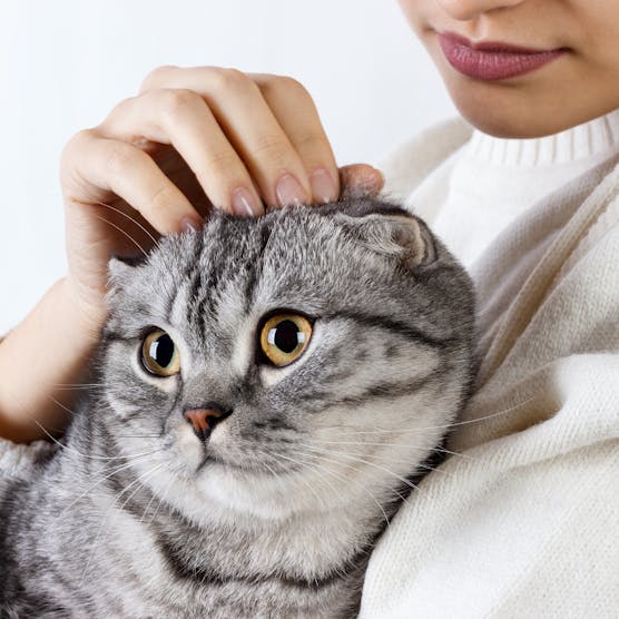 First-time cat parents: What you should know