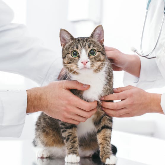 Common health problems for cats and how to prevent them