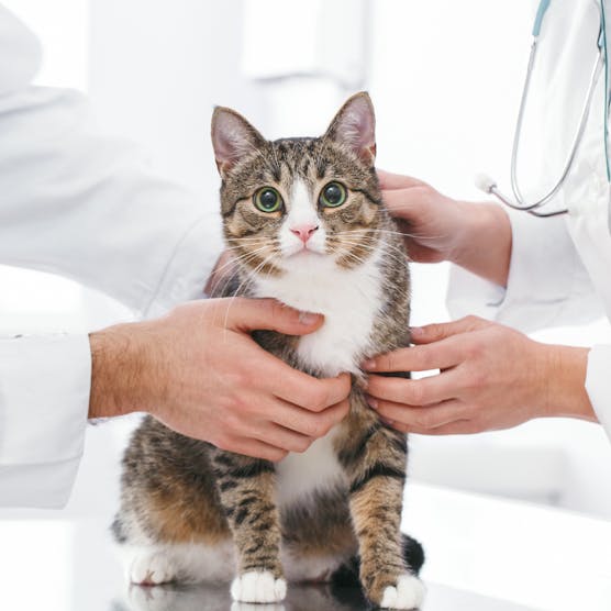 如何預防貓咪常見健康問題？