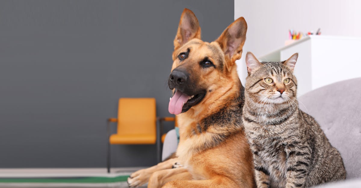 Compare Pet Insurance in Hong Kong (Part 1)