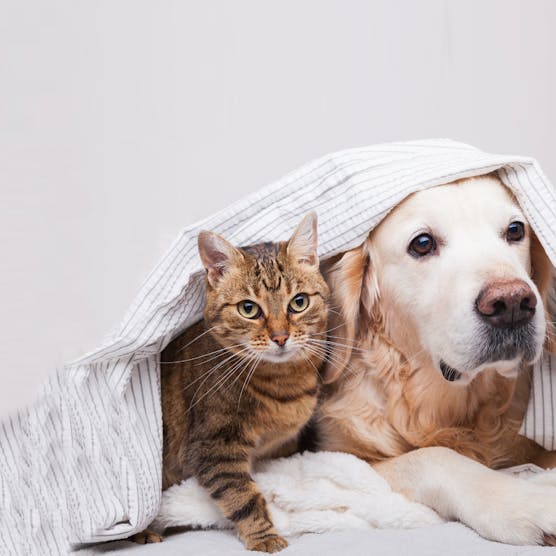 Compare Pet Insurance in Hong Kong (Part 2)