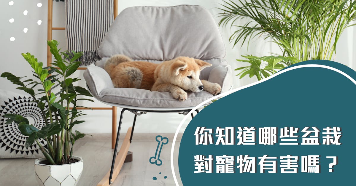 你知道哪些盆栽對寵物有害嗎 你知道哪些盆栽對寵物有害嗎