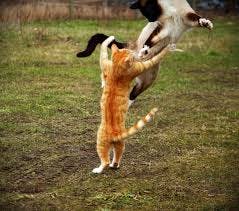 cat fighting