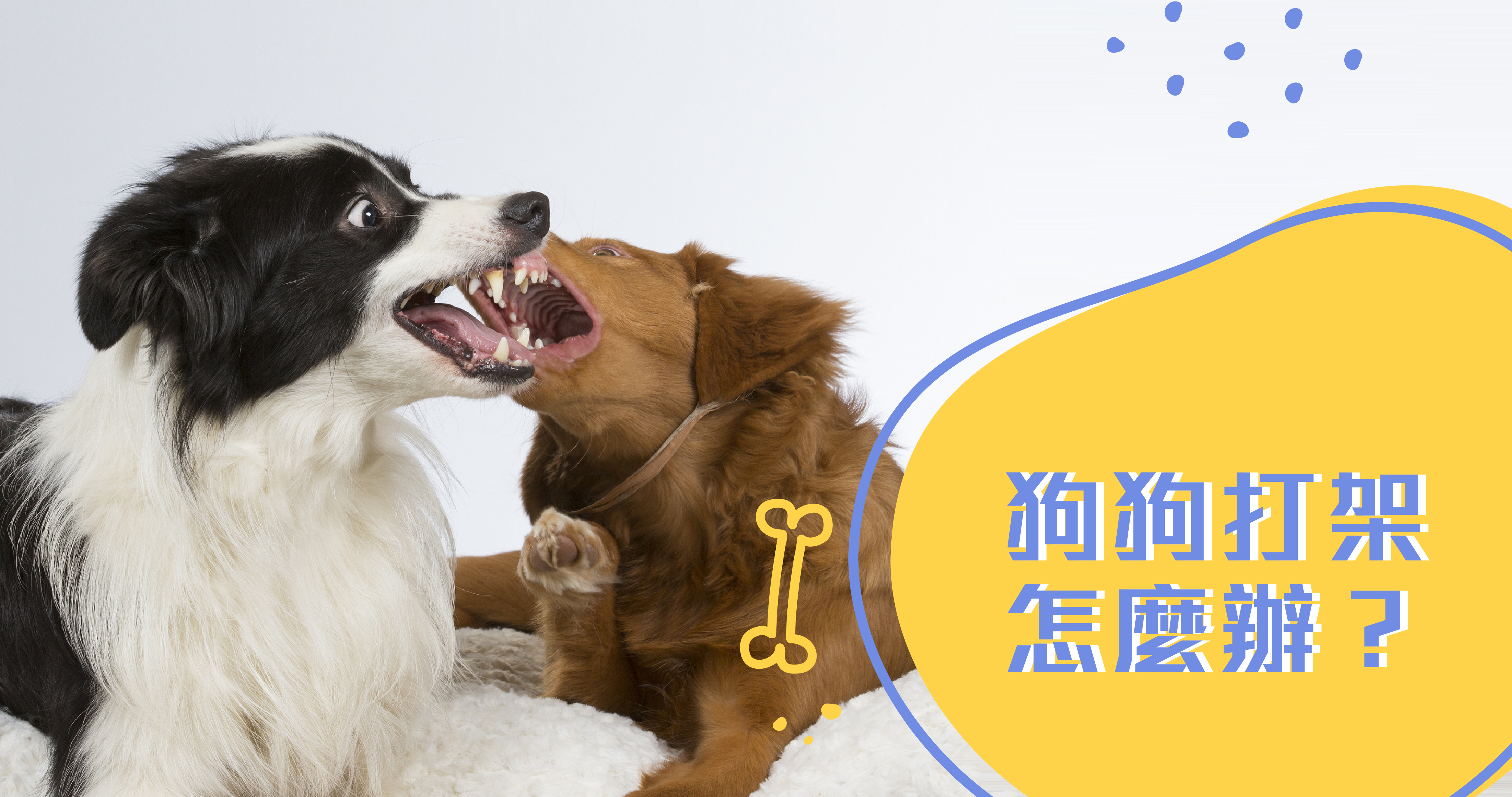 狗狗打架怎麼辦