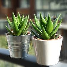 蘆薈（Aloe vera）