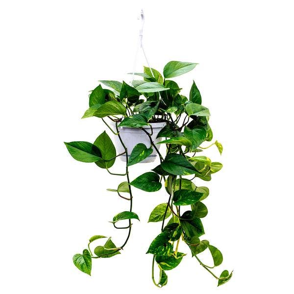 Pothos (Epipremnum aureum)