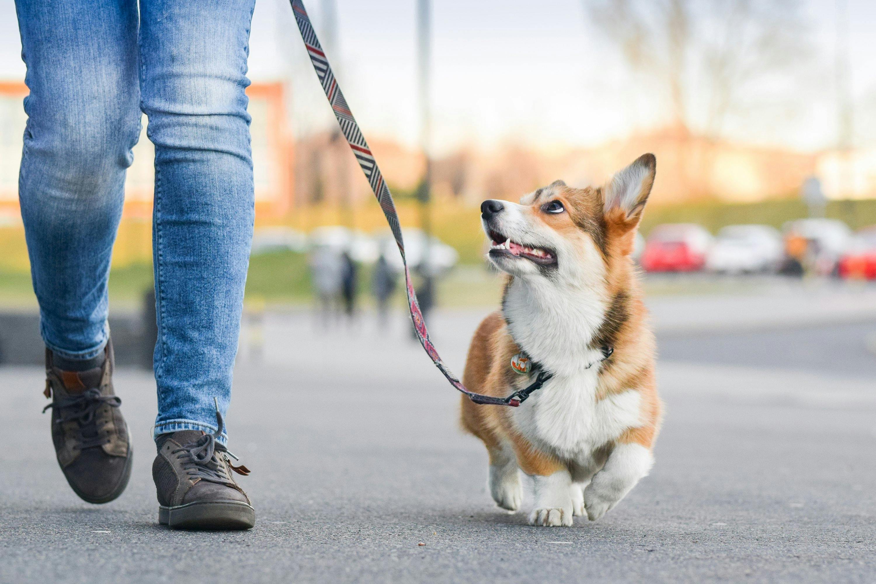 walking with dog