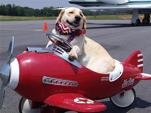 dog sitting on airplane 