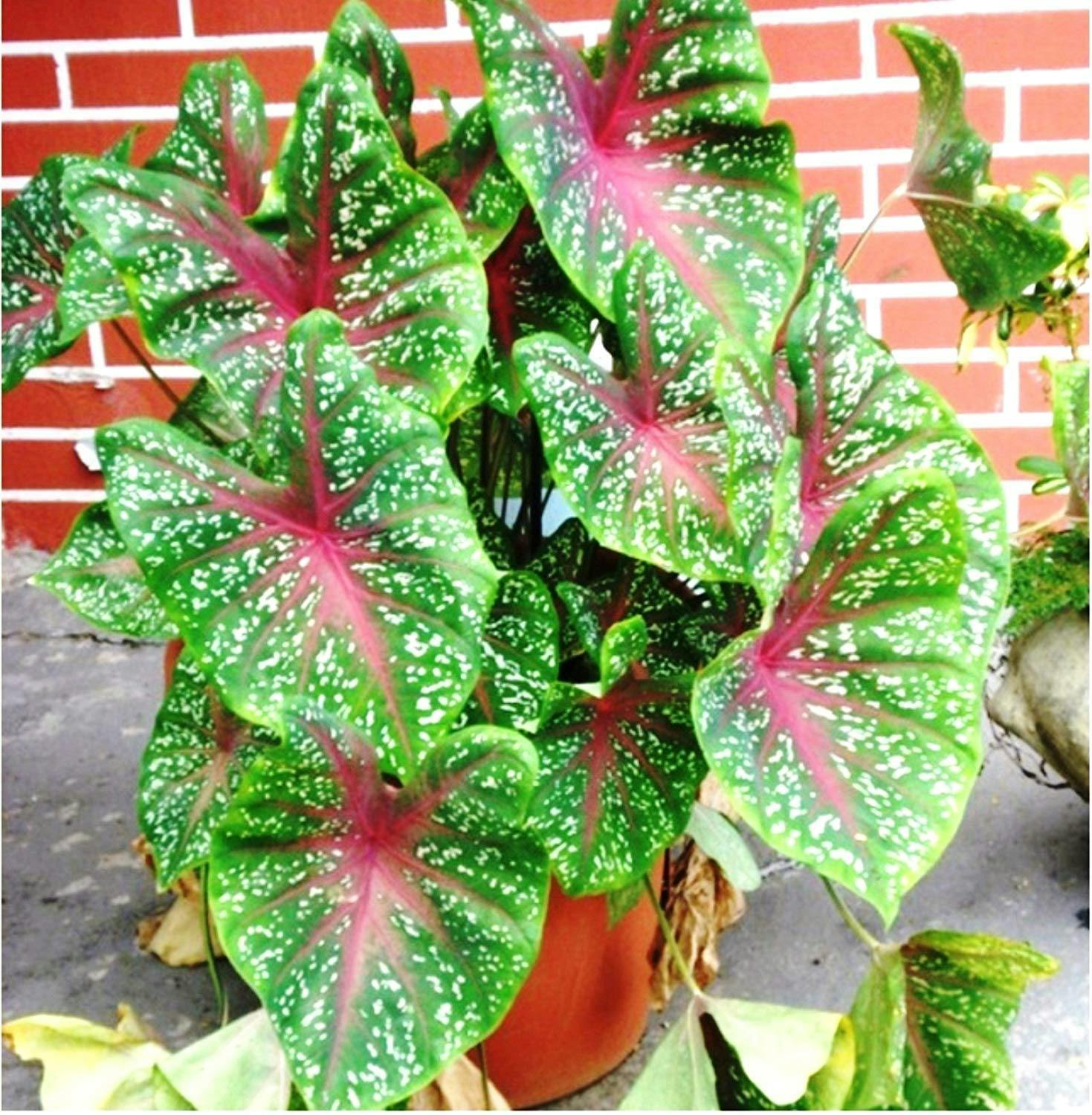 Elephant’s Ears (Caladium hortulanum)