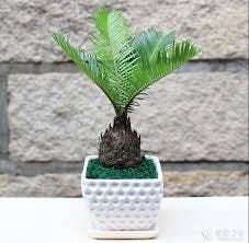 Sago Palm (Zamia pumila)