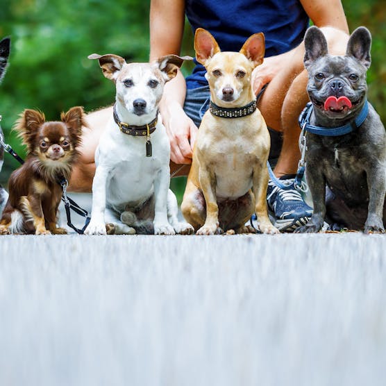 Hiking with your pet – What you need to know