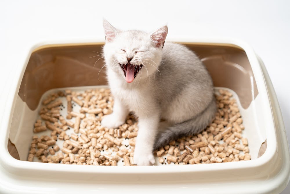 cat sit in cat litter tray