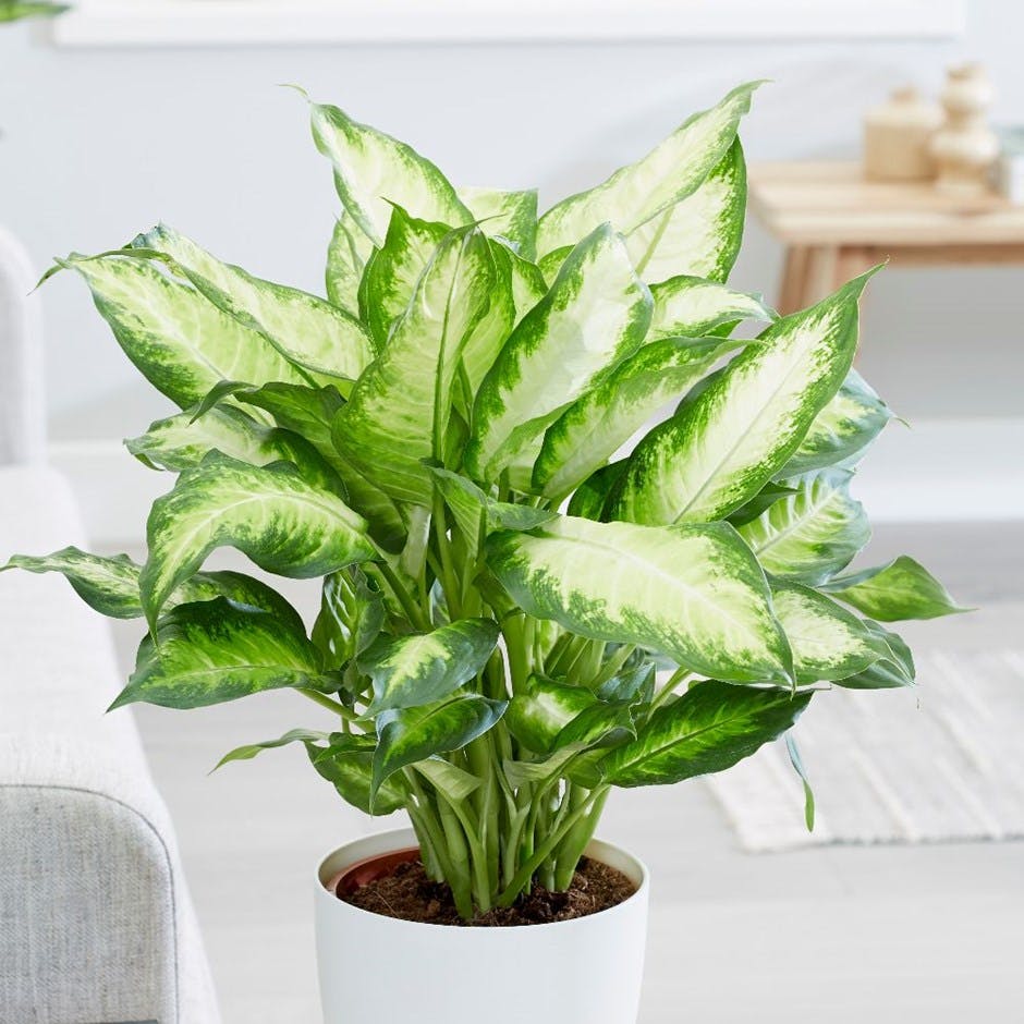 Dumb Cane (Dieffenbachia)