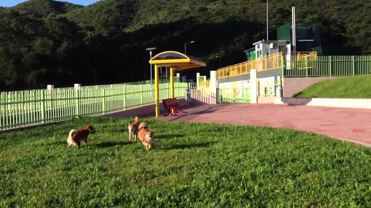 將軍澳 環保大道寵物公園