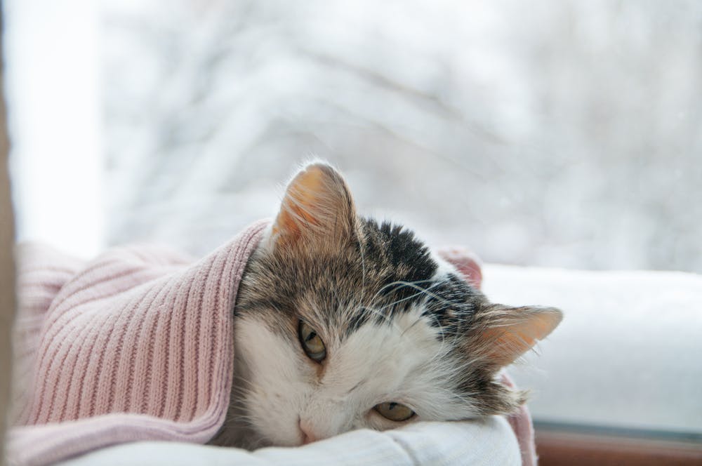 cat in bed