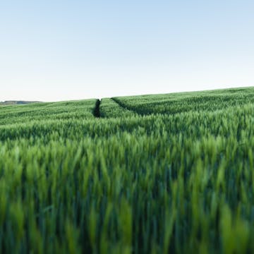 Feld mit grünem Gras in Hessen