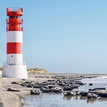 Leuchtturm mit Robben am Strand von Helgoland