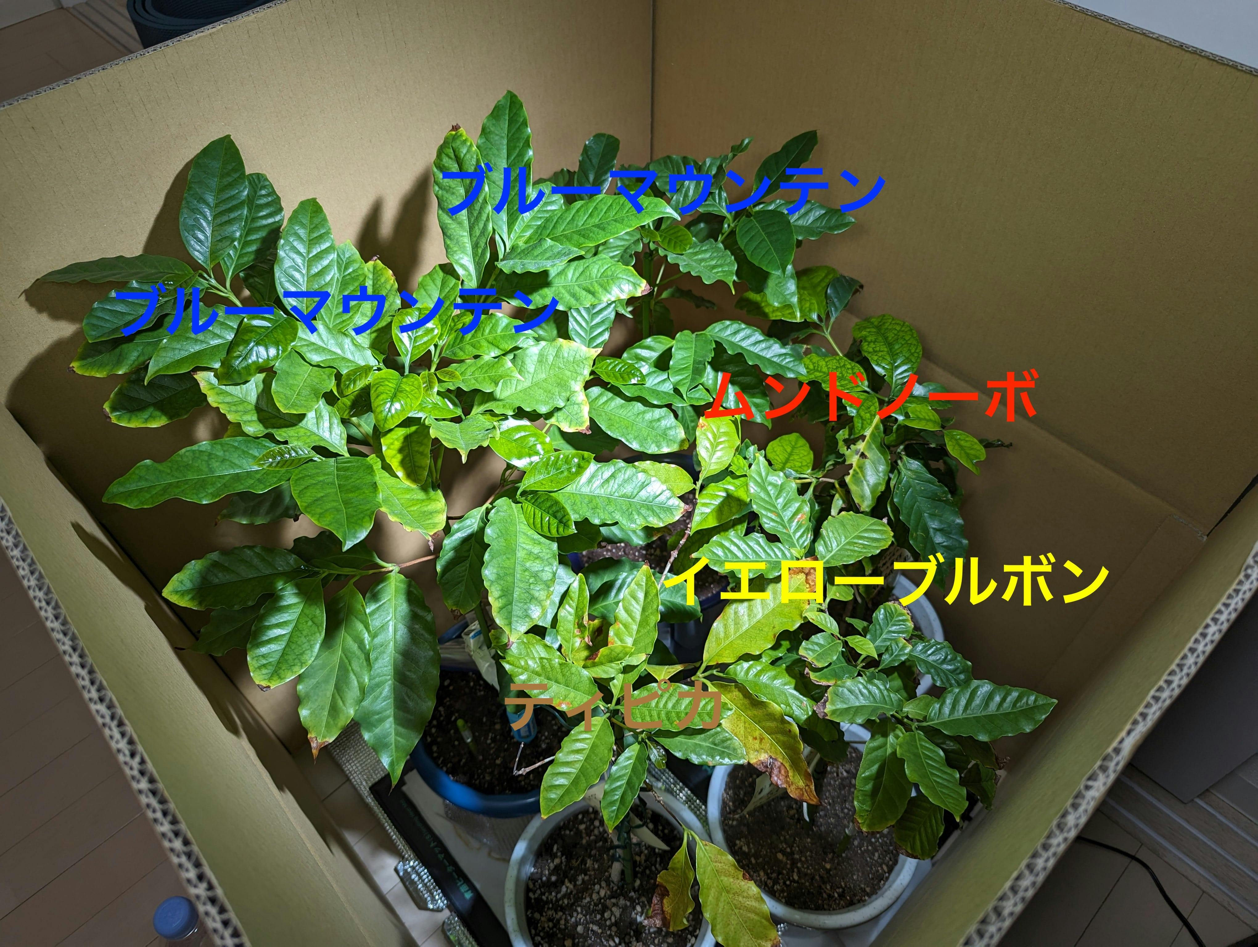 沖縄から仕入れたコーヒーの木1
