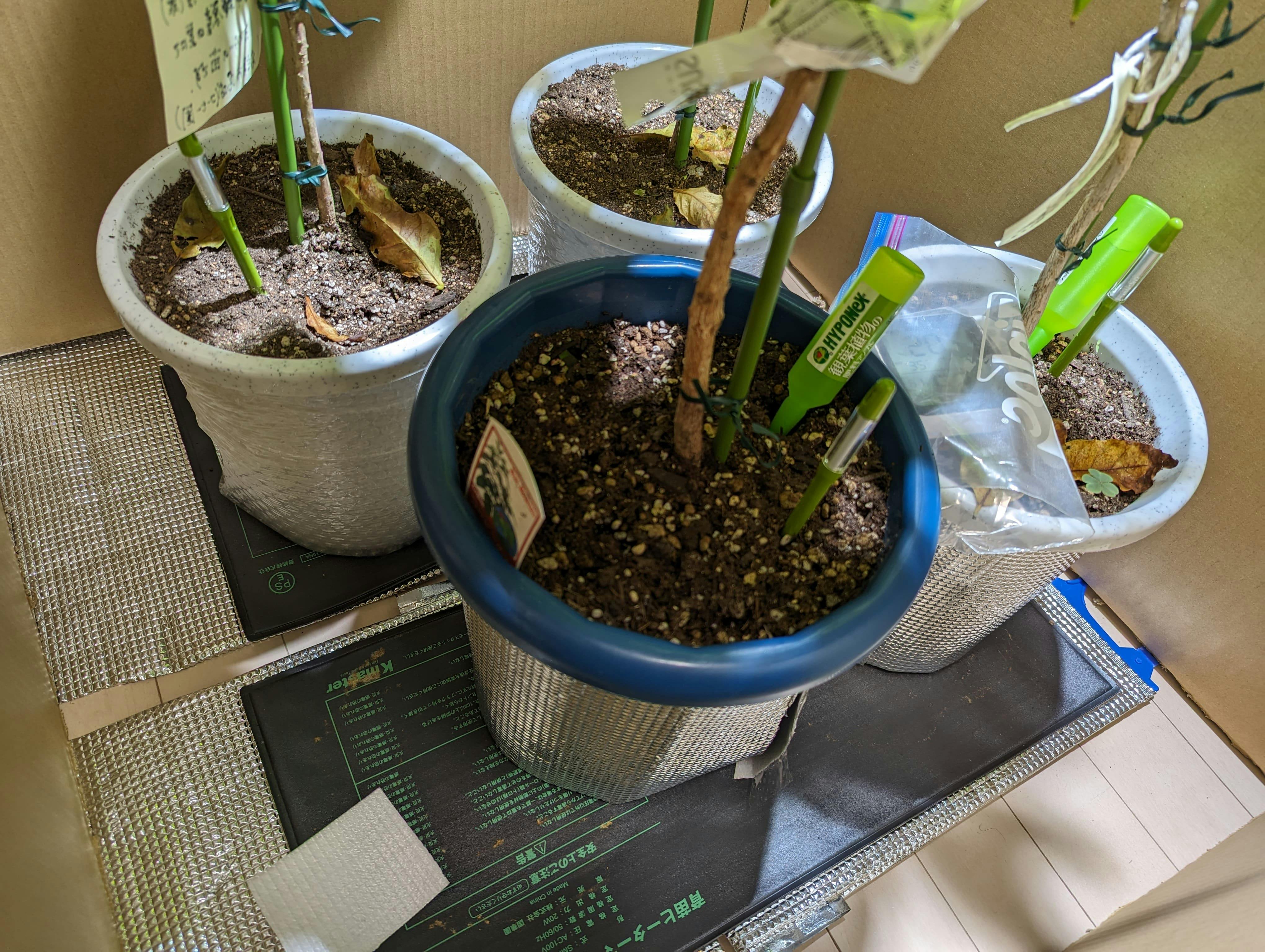 沖縄から仕入れたコーヒーの木2