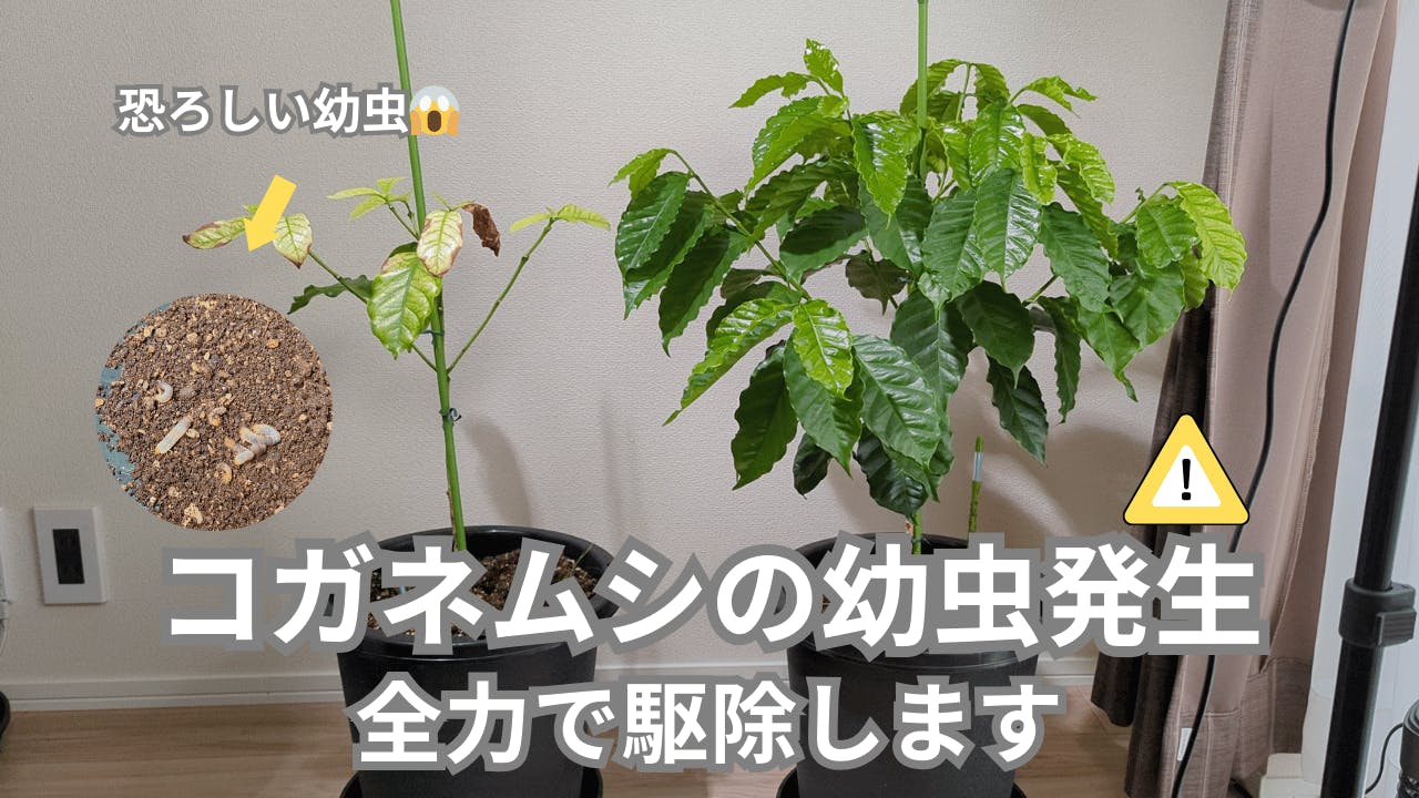 黄金虫発生