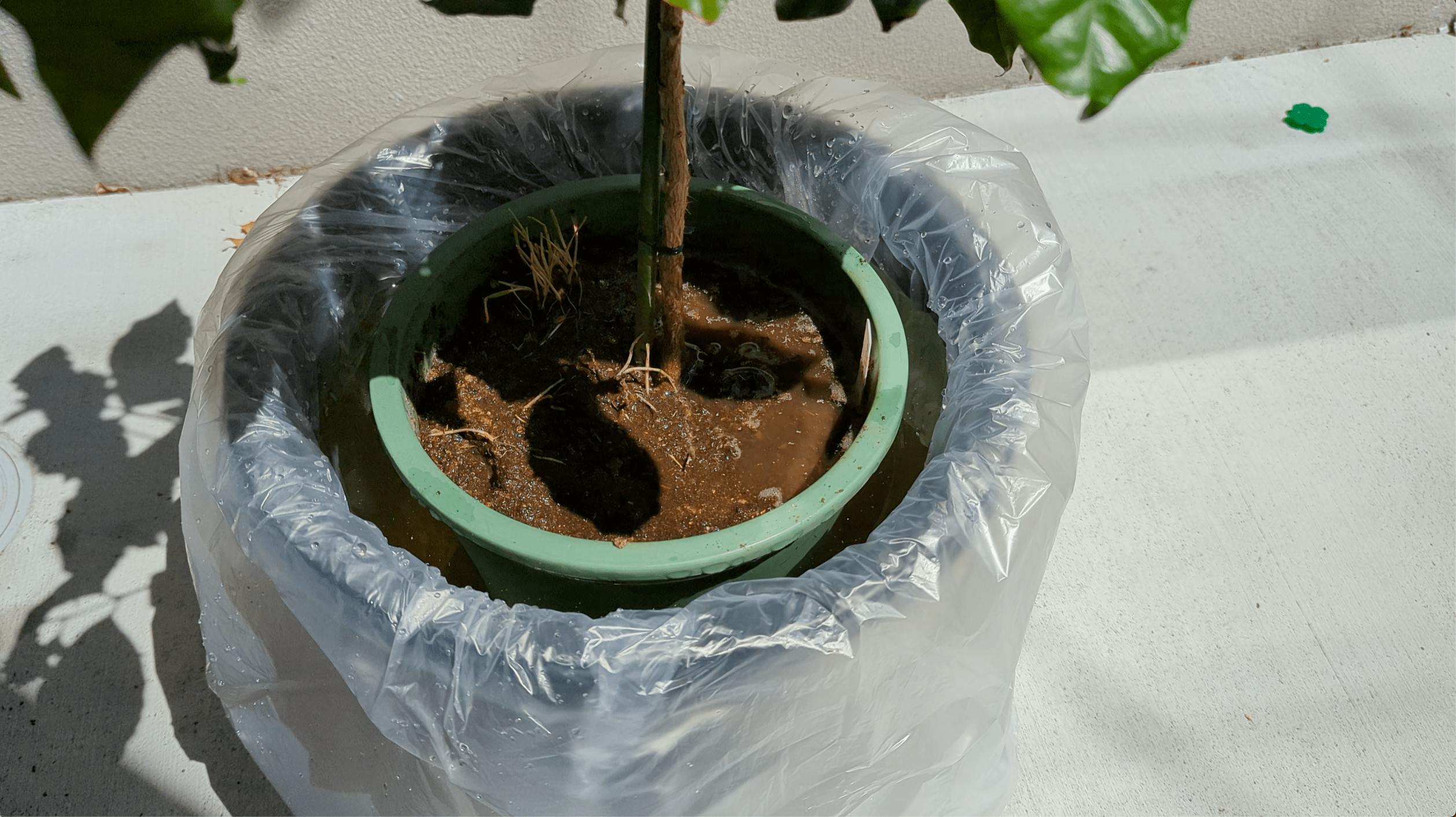 黄金虫の水責め