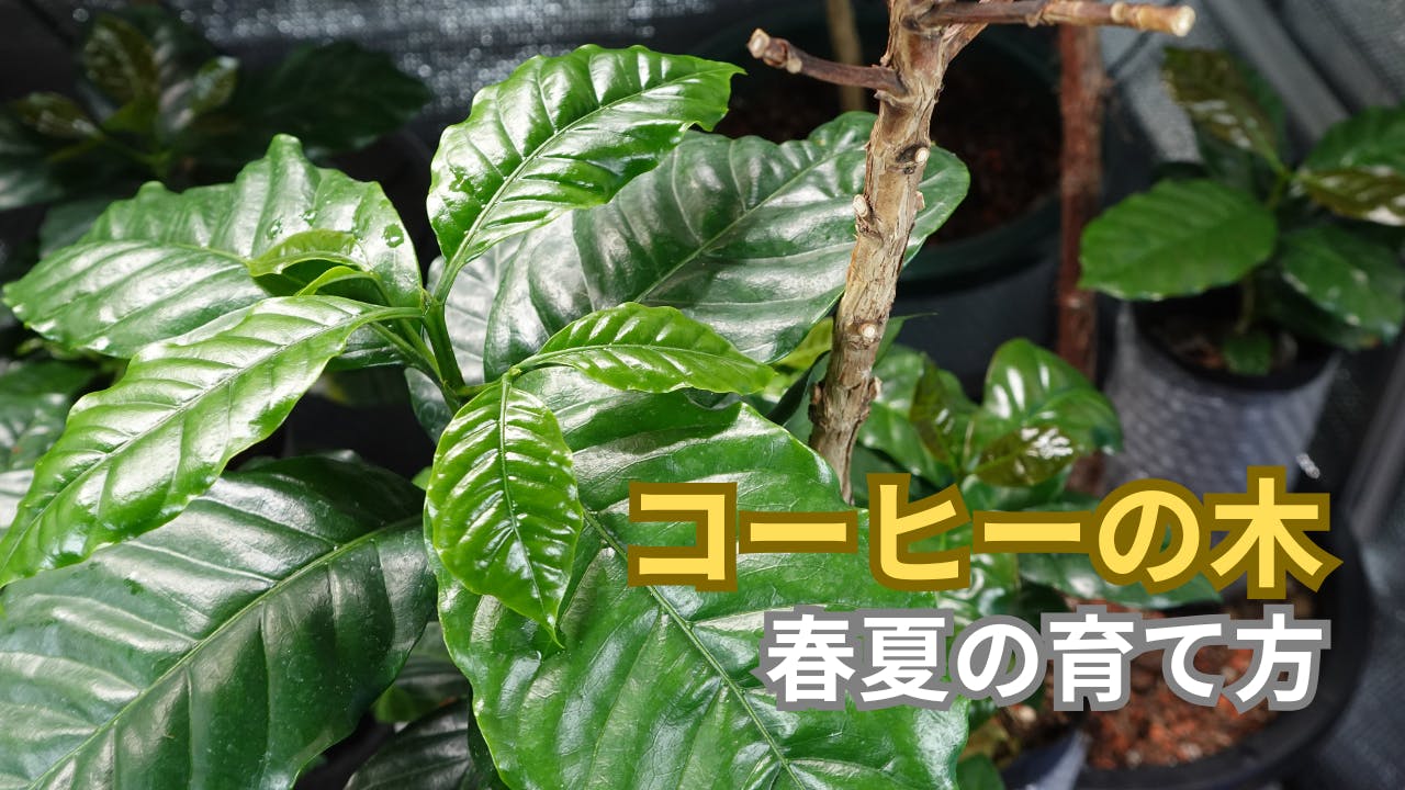 【開花経験者が教える】コーヒーの木の育て方|春夏の植え替え・肥料・害虫対策完全ガイド