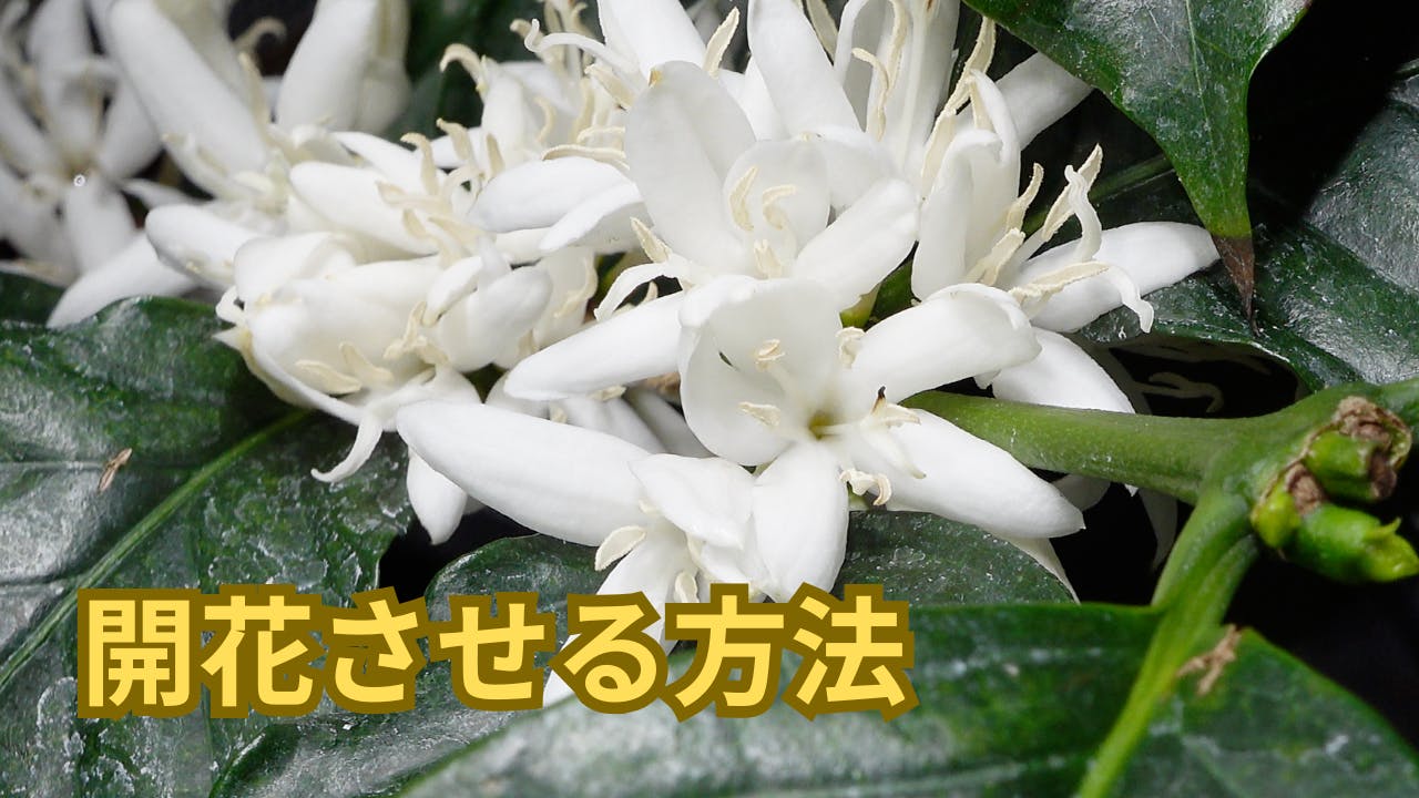 コーヒーの木の蕾から開花まで 室内栽培で収穫を目指す完全ガイド