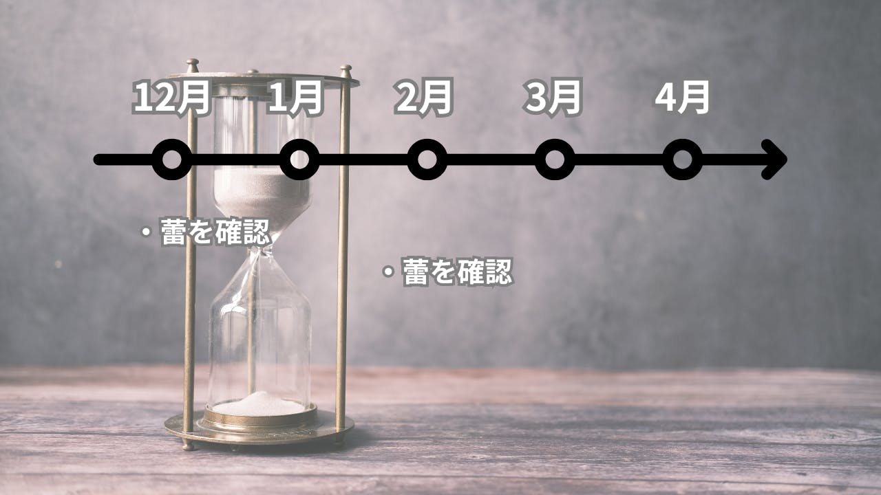 蕾から開花までの時系列