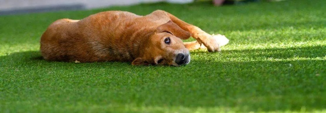 Dog lying on artificial grass