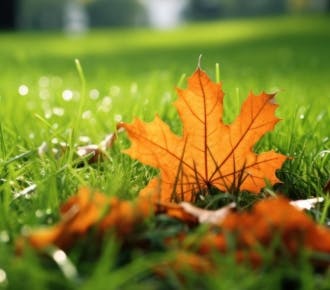 Autumn Garden, Maintain your Garden in Autumn and Winter