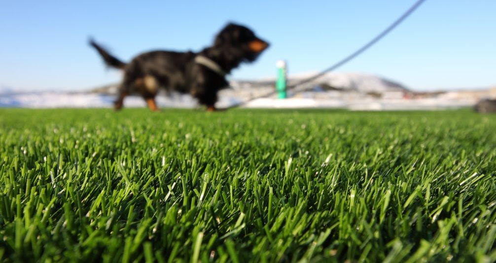 Dog on leash on artificial grass