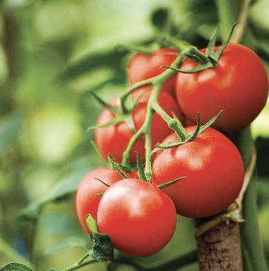 Tomatos growing in greenhouse