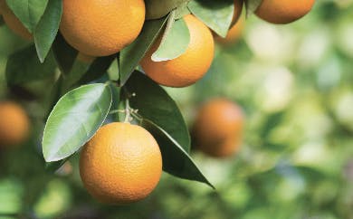 Close up of orange fruits on branch
