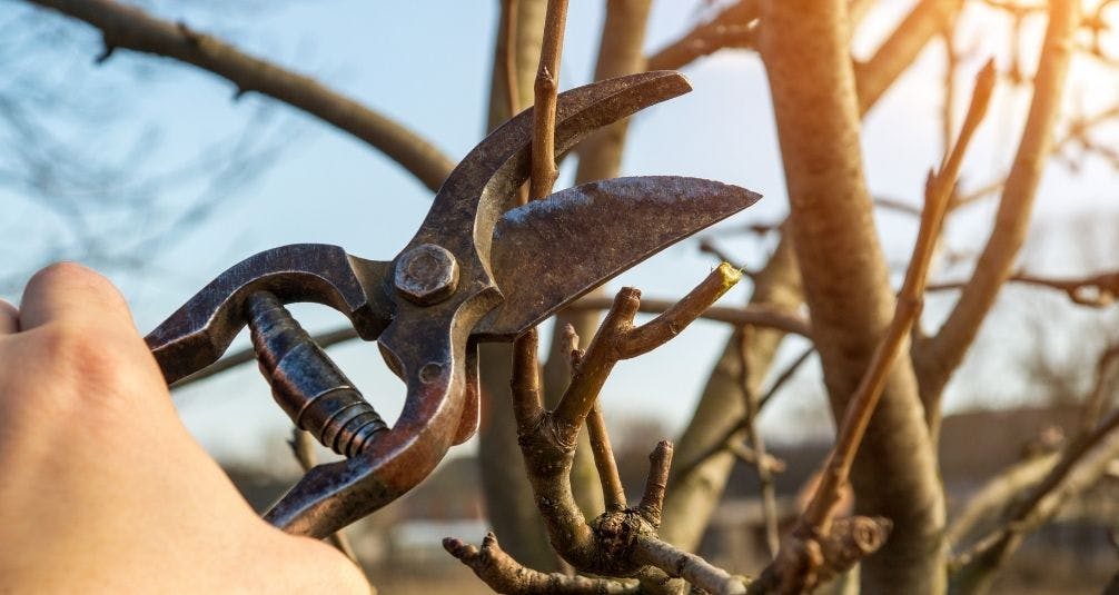 Detail shot of pruning back branches in garden