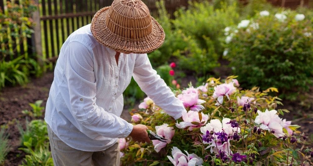 Woman weeding garden bush in spring garden with bright pink flowers